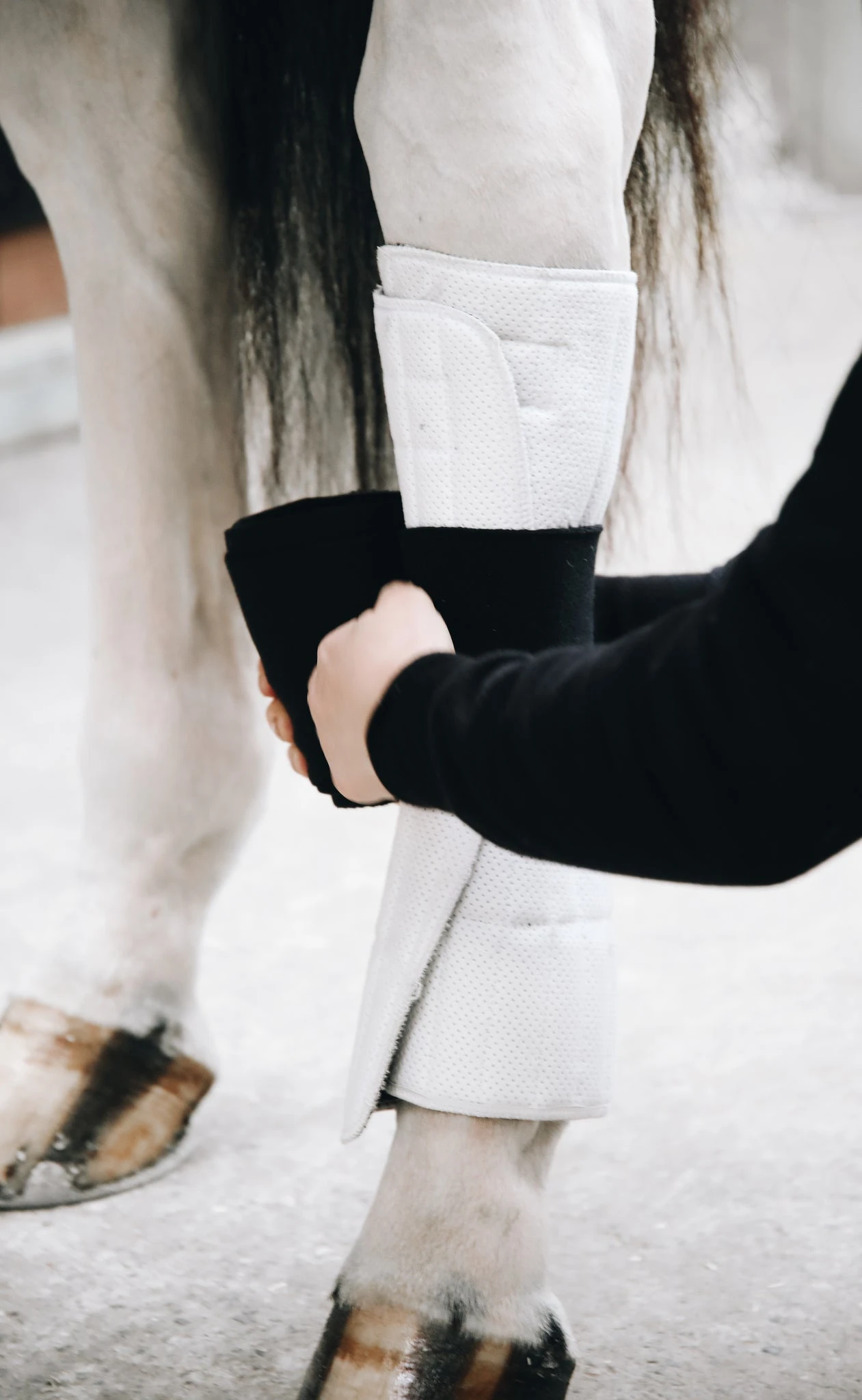 Kentucky Working Bandage Pads White/Black 3 Kentucky Working Bandage Pads White/Black - Image 3